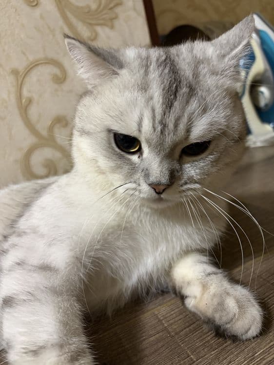 Кот серебристая шиншила Каспер — 3