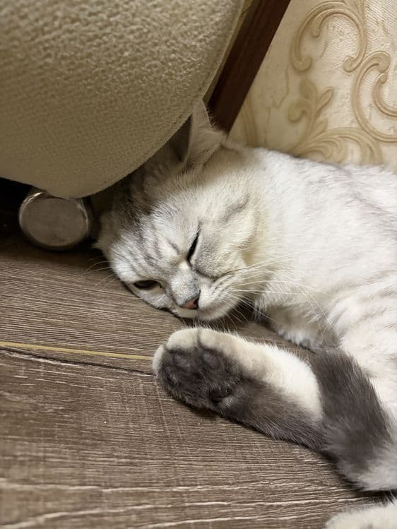 Кот серебристая шиншила Каспер — 4