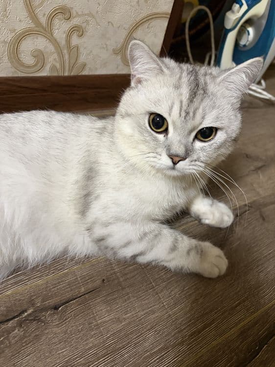 Кот серебристая шиншила Каспер — 5