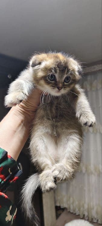 Временная скидка. Вязка Скоттиш Страйт Поинт Хайленд — 3