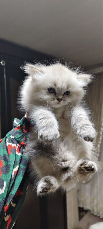 Временная скидка. Вязка Скоттиш Страйт Поинт Хайленд — 6