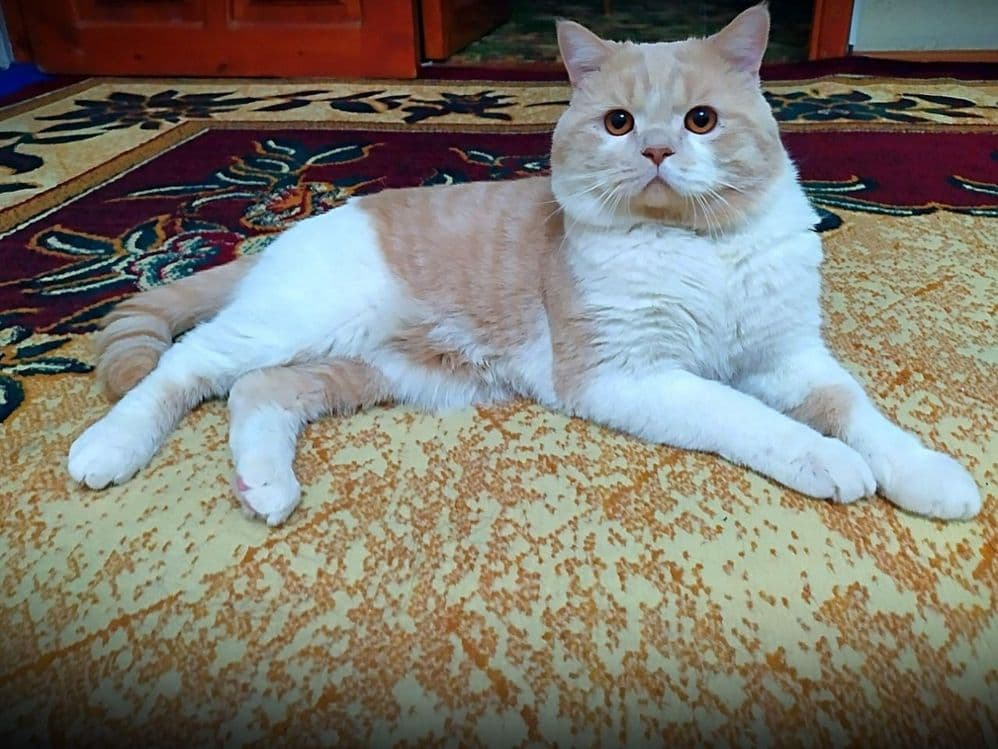 Вязка Скоттиш Страйт — 1