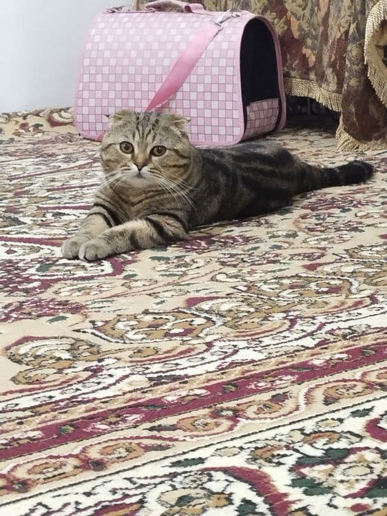 Вязка скотиш фолд 2год с опотний малчик — 1