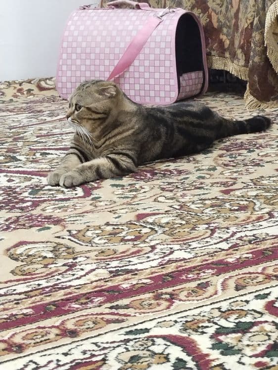 Вязка скотиш фолд 2год с опотний малчик — 2
