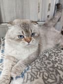 ВЯЗКА кошка самец