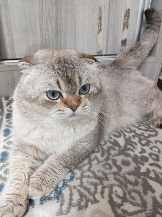 ВЯЗКА кошка самец — 1