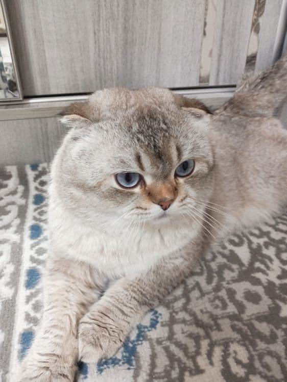 ВЯЗКА кошка самец — 2