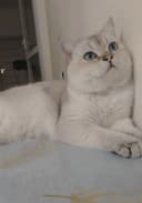 Вязка кошак Mushuk chatishtirish