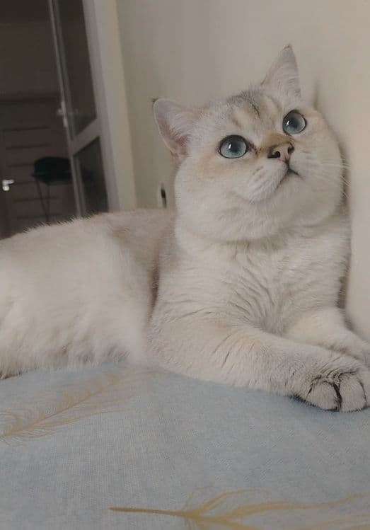 Вязка кошак Mushuk chatishtirish — 1