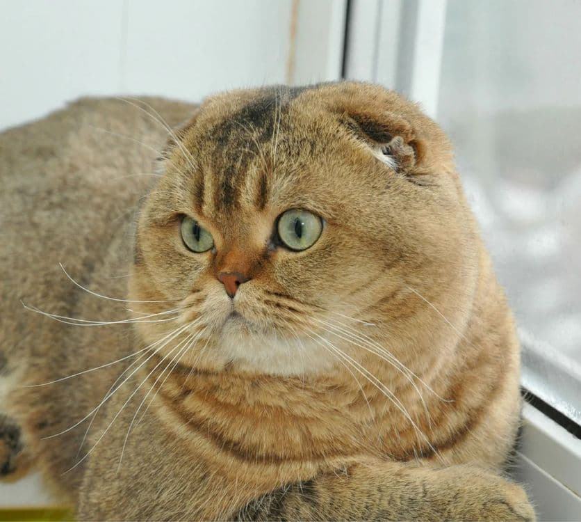 Вязка: Шотланский Скоттиш Фолд! Золотая шиншилла! — 1