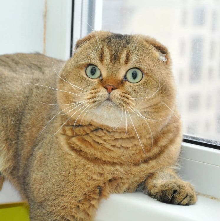 Вязка: Шотланский Скоттиш Фолд! Золотая шиншилла! — 2