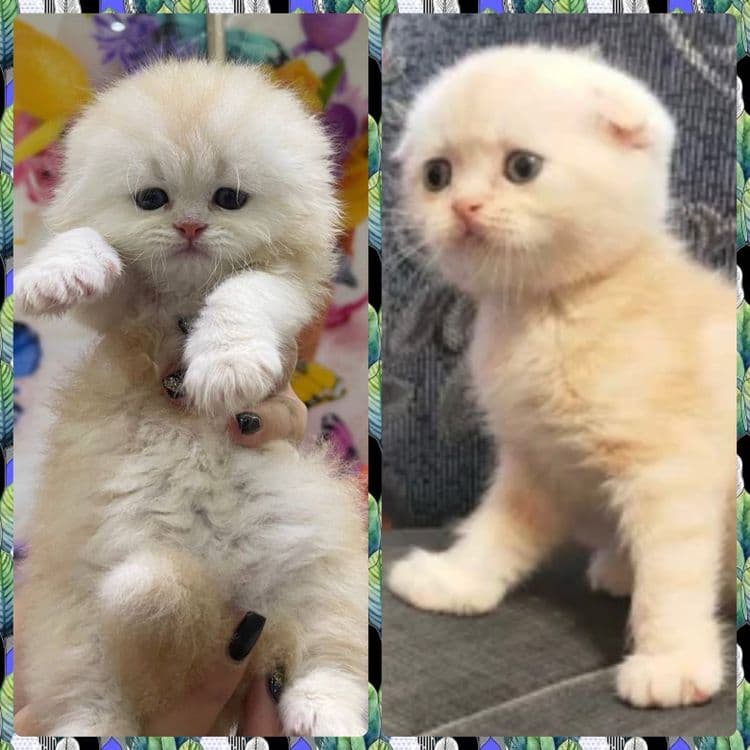 Вязка: Шотланский Скоттиш Фолд! Золотая шиншилла! — 3
