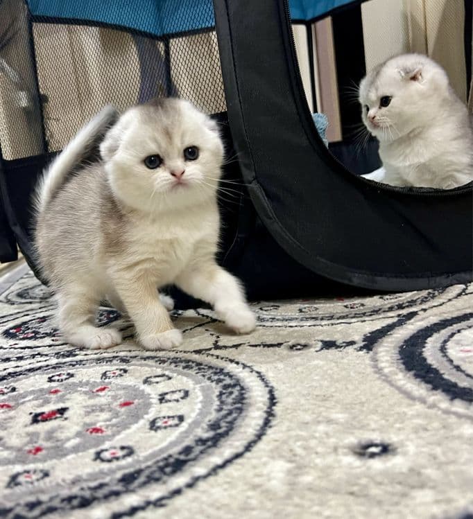 Вязка: Шотланский Скоттиш Фолд! Золотая шиншилла! — 5