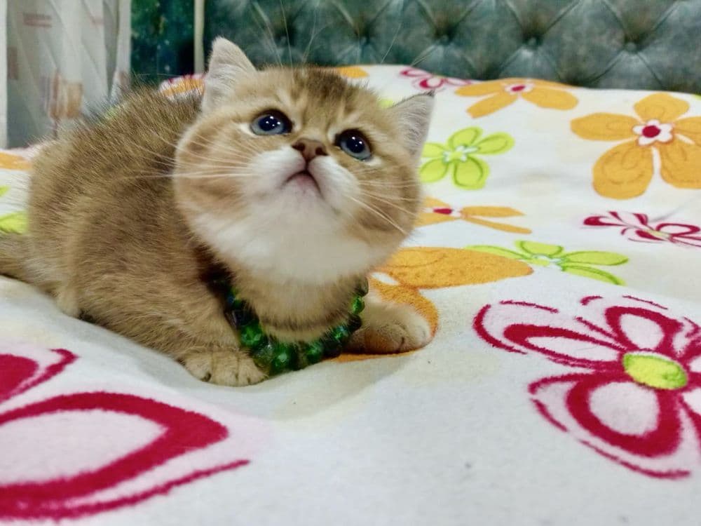 Вязка: Шотланский Скоттиш Фолд! Золотая шиншилла! — 7