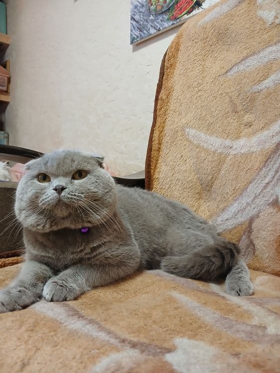 Выставляется котик на вязку — 3