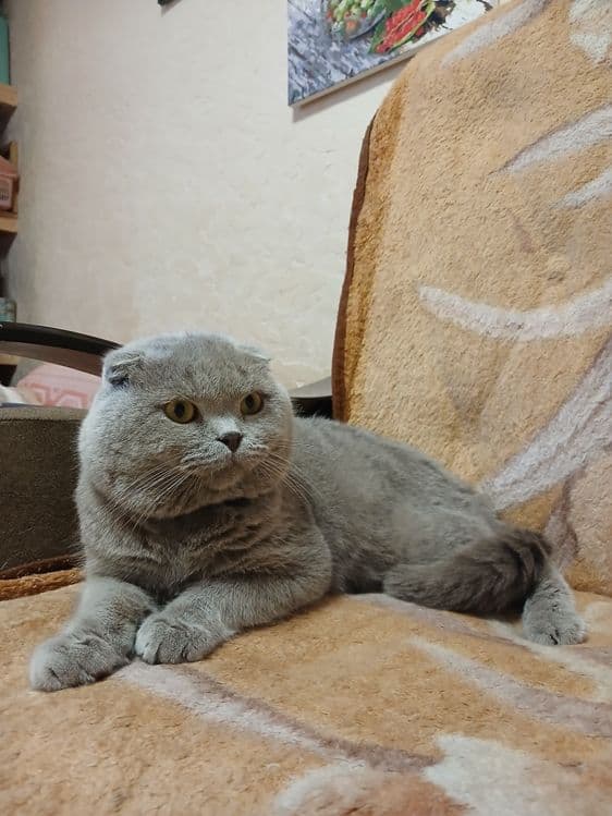Выставляется котик на вязку — 4