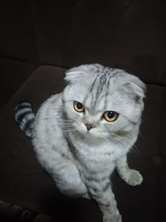 кот приглашает к вязке к себе здоровых кошечек без блох — 2