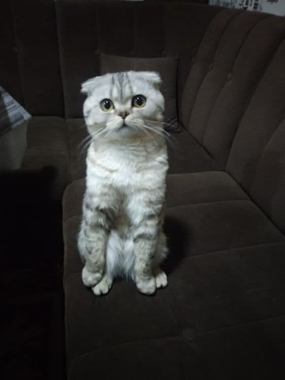 кот приглашает к вязке к себе здоровых кошечек без блох — 3