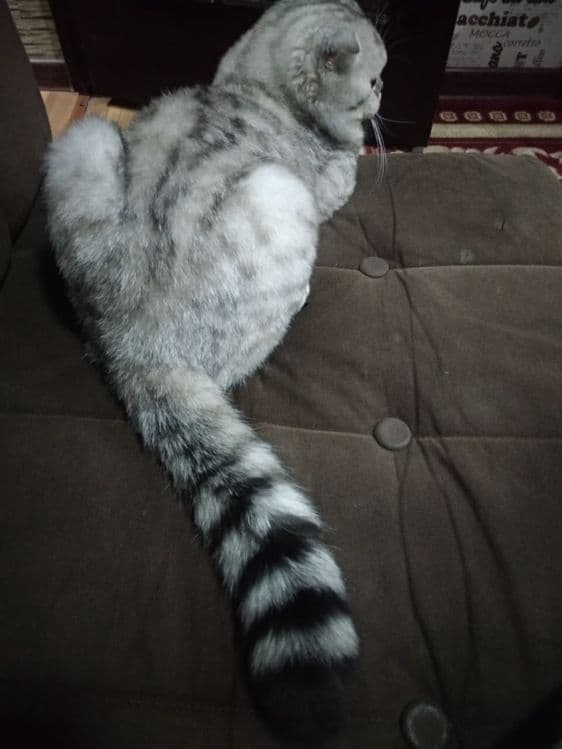 кот приглашает к вязке к себе здоровых кошечек без блох — 4