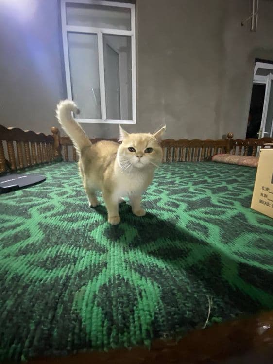 ВЯЗКА золатая шиншилла чистый  не прадается — 3