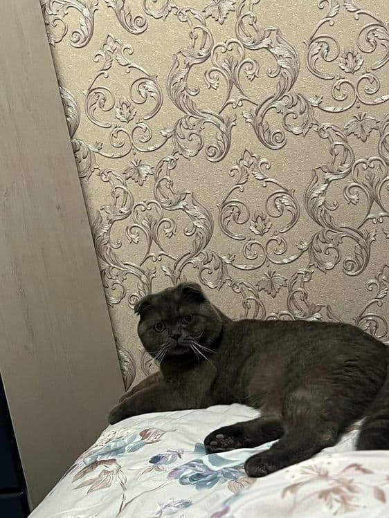 VYAZKA ga zotdor Mushuklarimiz bor harxil porodali — 7
