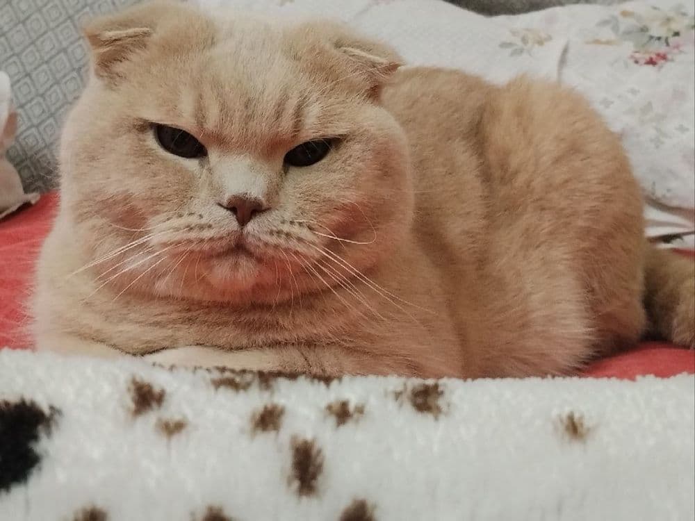 Барс приглашает кошечек на вязку. — 1