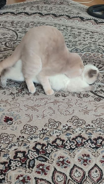 Барс приглашает кошечек на вязку. — 2