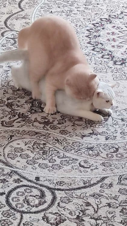 Барс приглашает кошечек на вязку. — 3