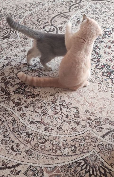 Барс приглашает кошечек на вязку. — 4