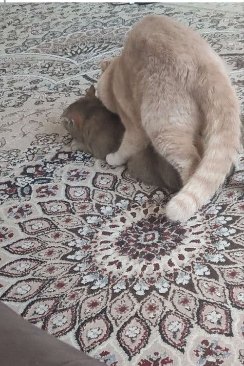 Барс приглашает кошечек на вязку. — 5