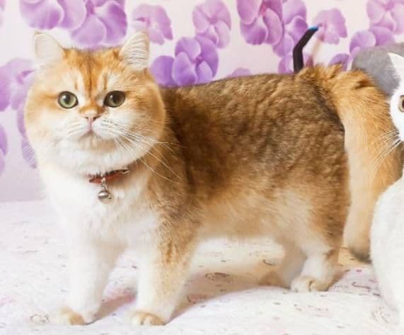 Кот на  вязку привазной кот  на вязку — 1