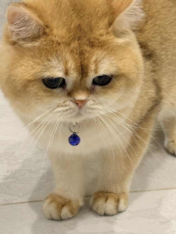 Кот на  вязку привазной кот  на вязку — 2