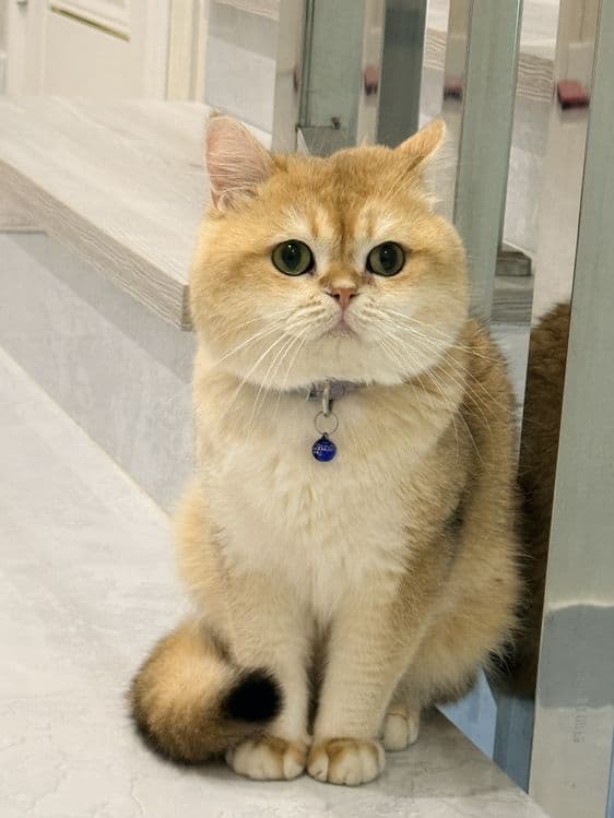 Кот на  вязку привазной кот  на вязку — 3