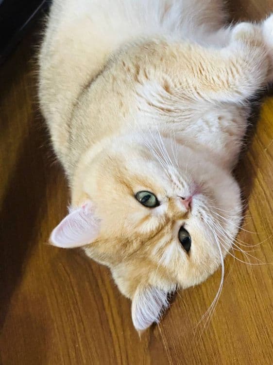 Кот на  вязку привазной кот  на вязку — 4