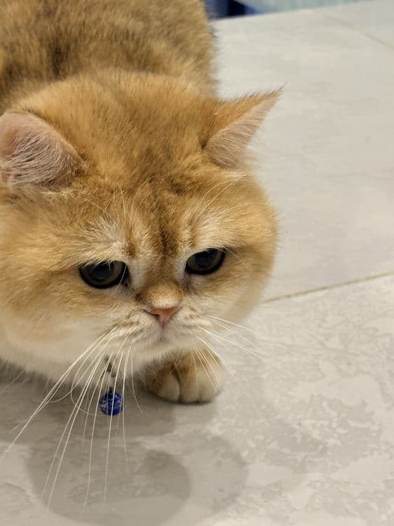 Кот на  вязку привазной кот  на вязку — 5