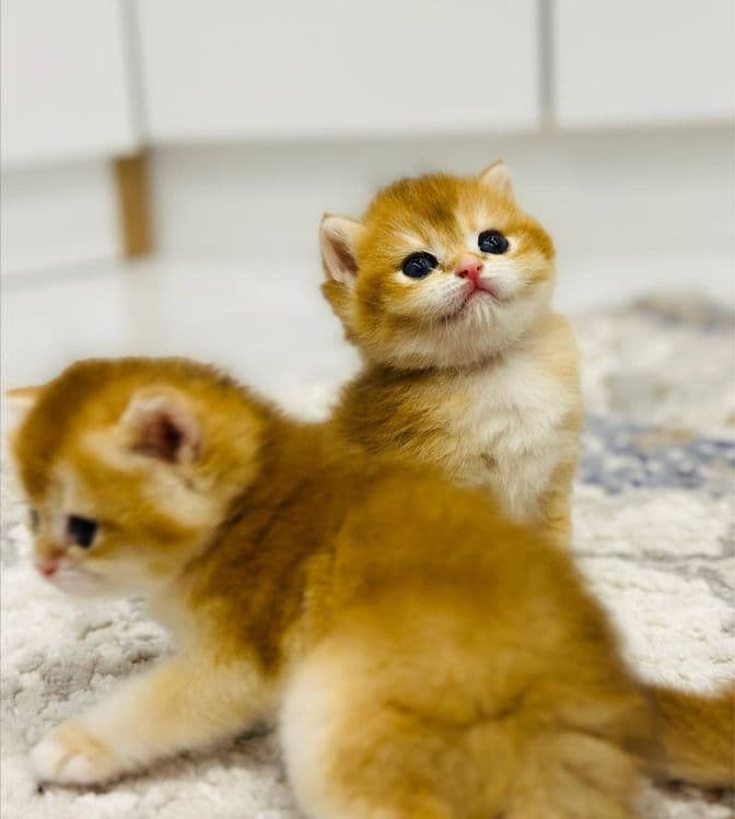 Кот на  вязку привазной кот  на вязку — 6