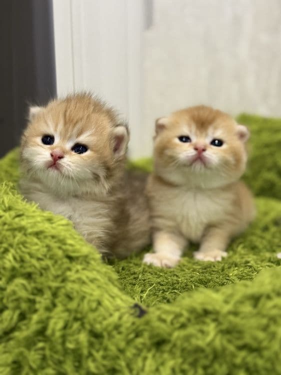 Кот на  вязку привазной кот  на вязку — 7