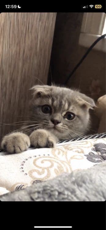 Связка с котом — 2