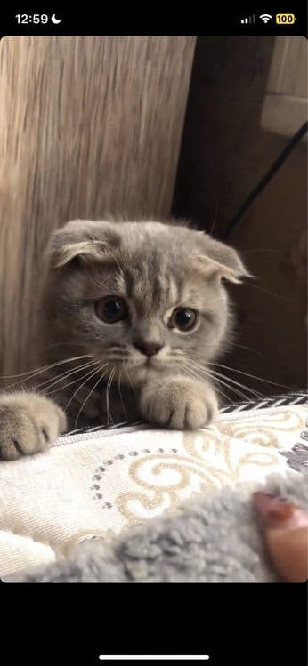 Связка с котом — 3