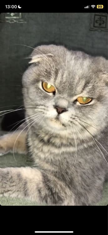 Связка с котом — 4