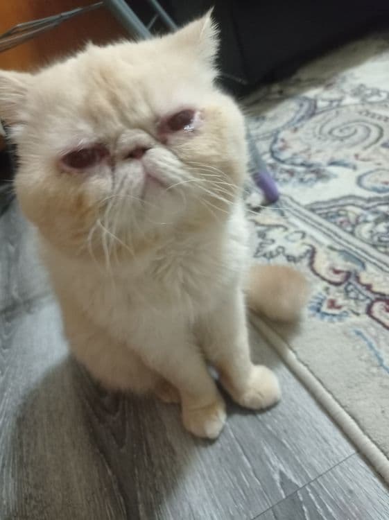 Кот на вязку перс 300 тысяч — 2