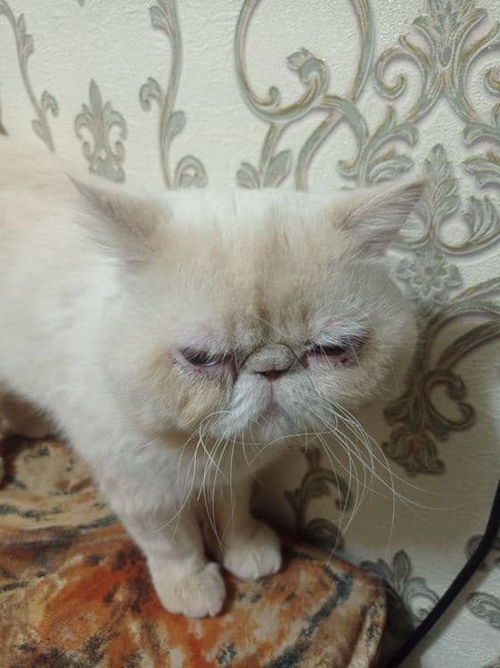 Кот на вязку перс 300 тысяч — 3