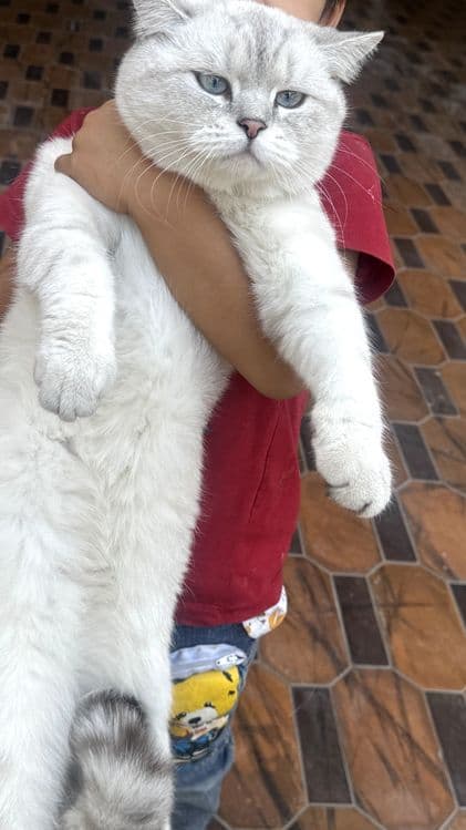 Britanski Chinchilla — 2