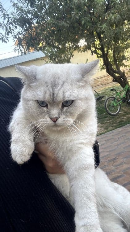 Britanski Chinchilla — 3