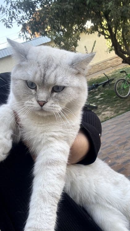 Britanski Chinchilla — 4