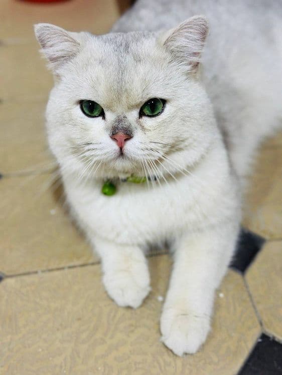 Вязка котов Британский (окрас серебристый шиншилла) — 1