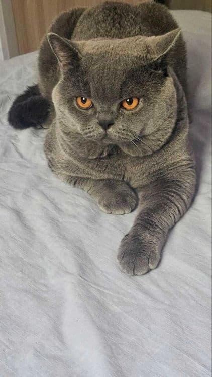 Вязка ! Чистокровный британский короткошерстный кот!! Возраст 3 года! — 2