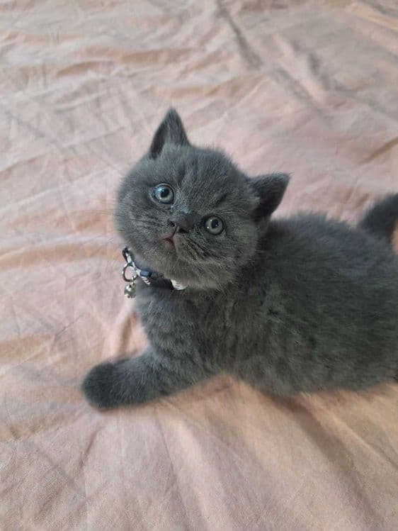 Вязка ! Чистокровный британский короткошерстный кот!! Возраст 3 года! — 3