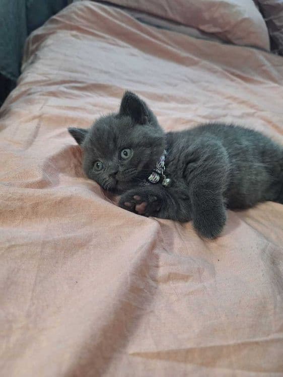 Вязка ! Чистокровный британский короткошерстный кот!! Возраст 3 года! — 4