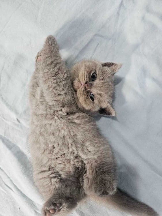 Вязка ! Чистокровный британский короткошерстный кот!! Возраст 3 года! — 5